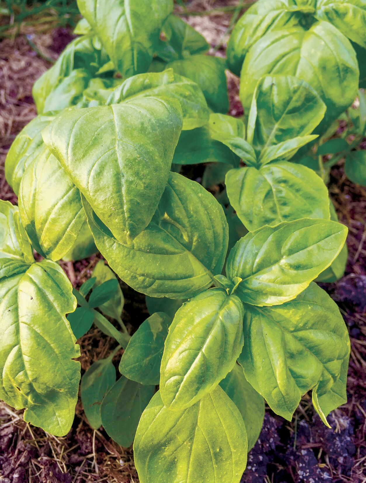 Basil in the garden
